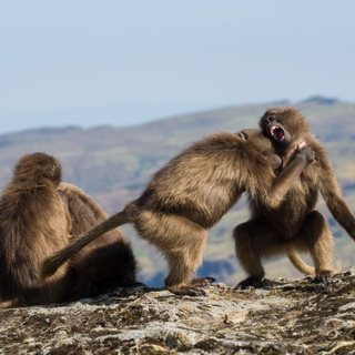 Simien Mountains - Ghenek - Playing gelada baboons
